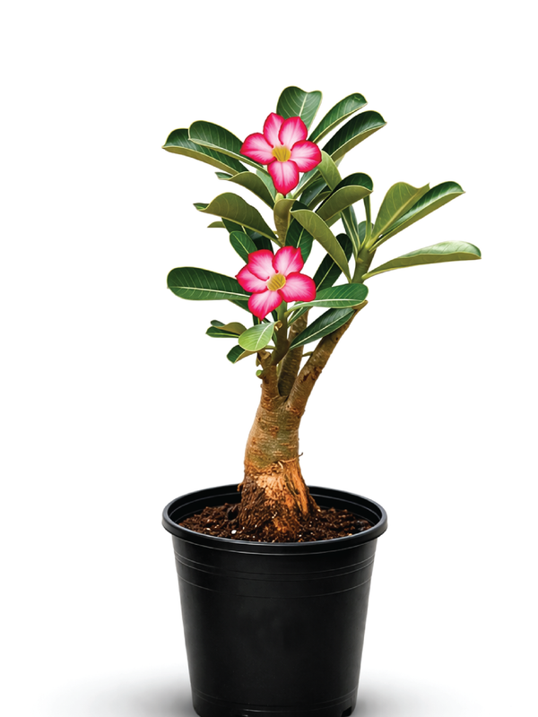 DESERT ROSE PLANT