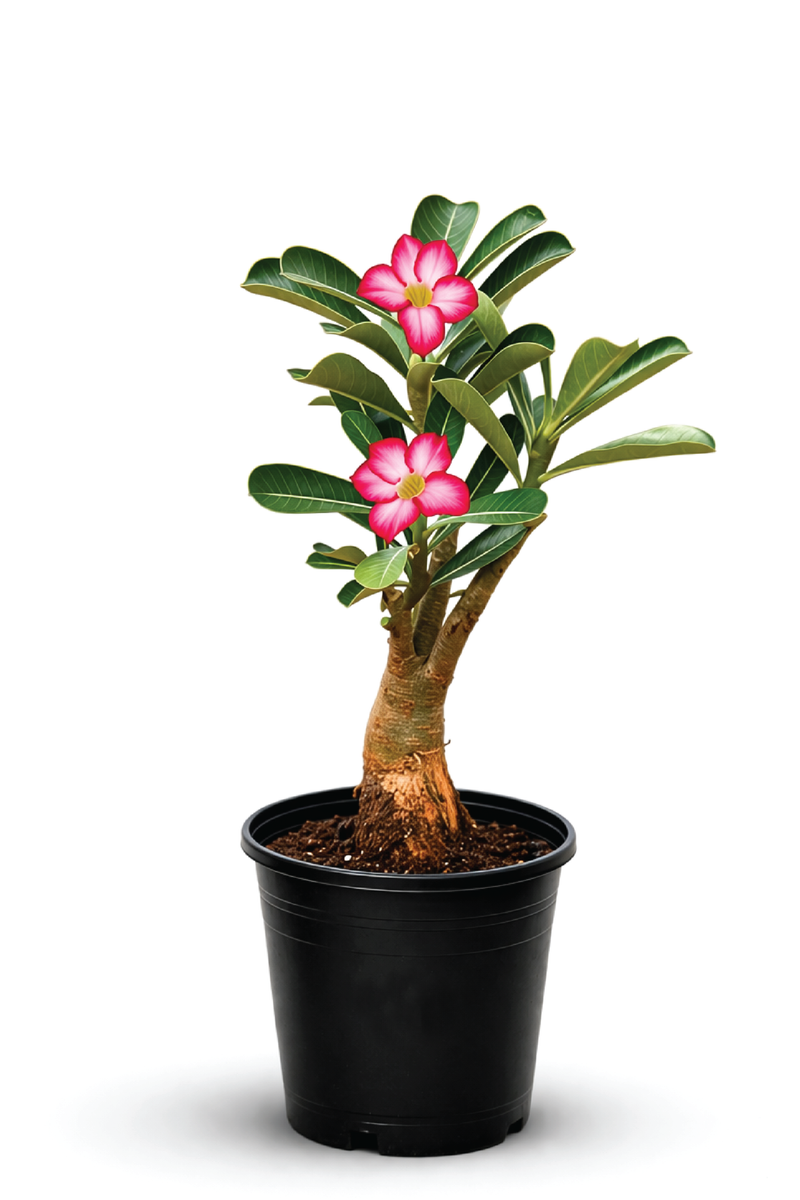 DESERT ROSE PLANT