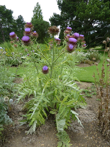 CARDOON SEEDS <br> بذور الكردون