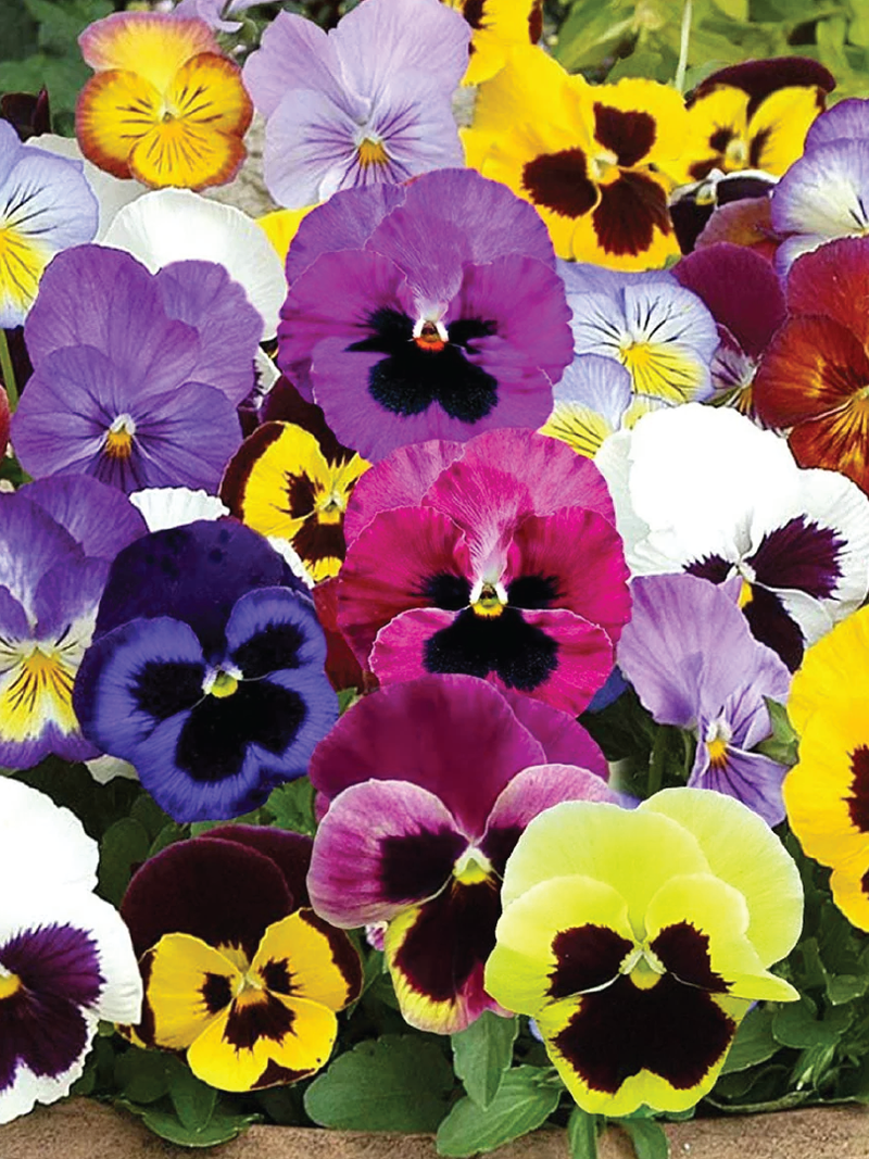 PANSY MIX SEEDS<br> بذور زهور البانسيه