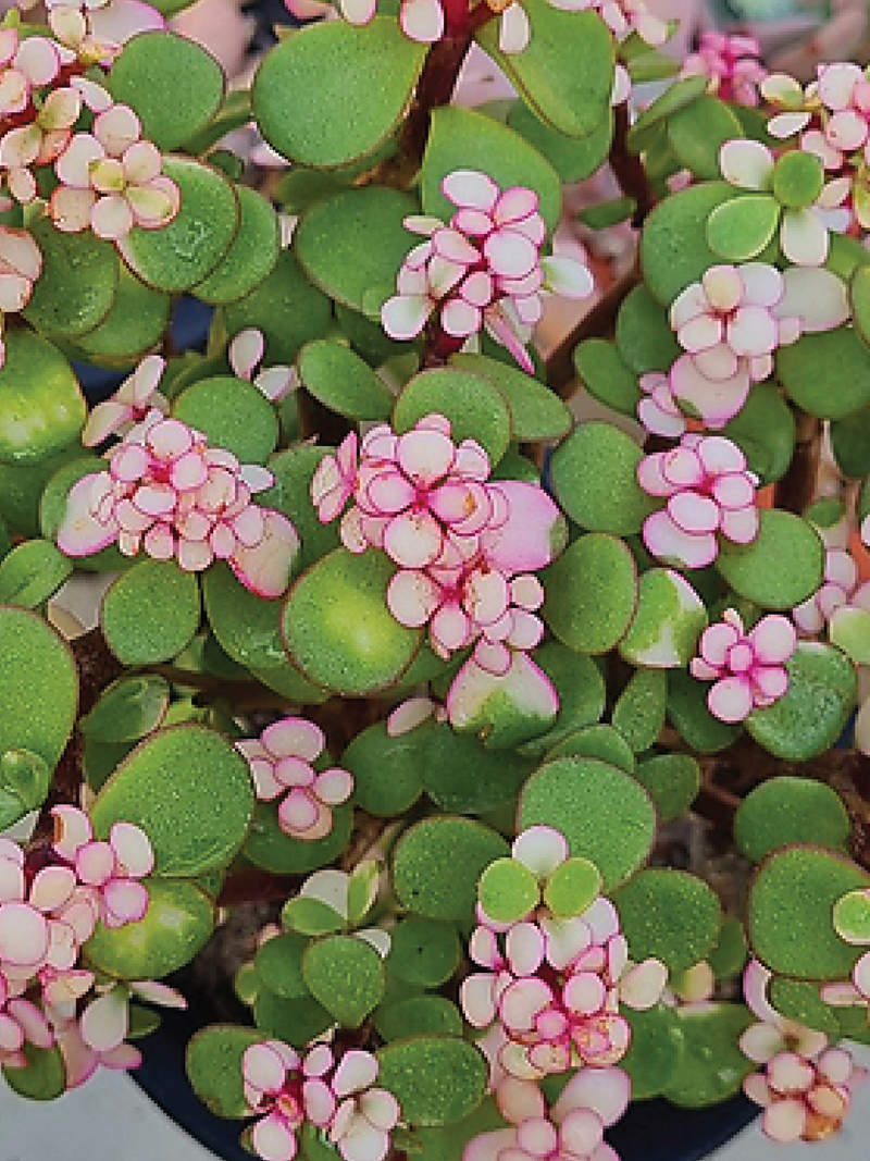 PORTULACARIA AFRA PLANT