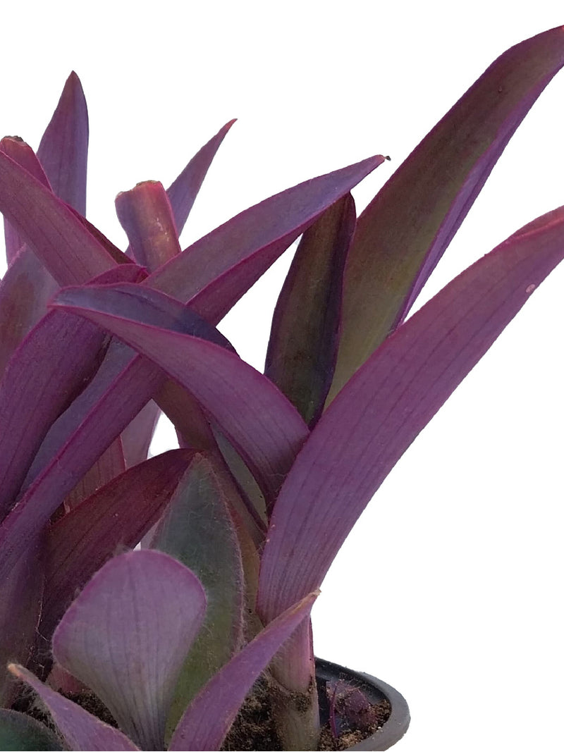 PURPLE HEART PLANT