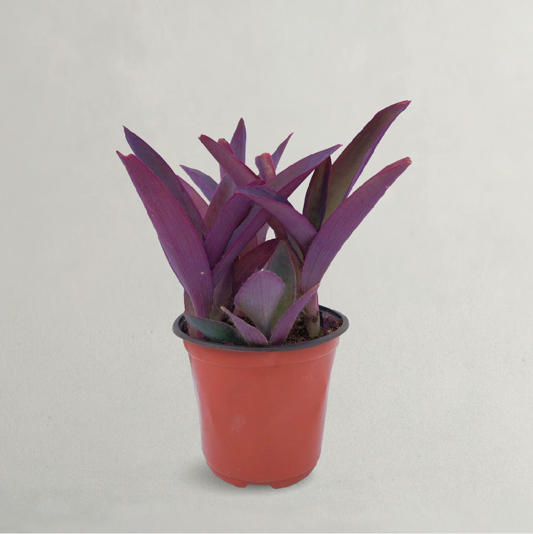PURPLE HEART PLANT – Plantology Lab Trading