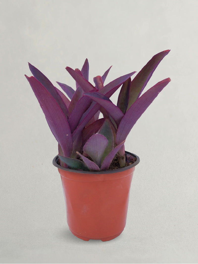 PURPLE HEART PLANT