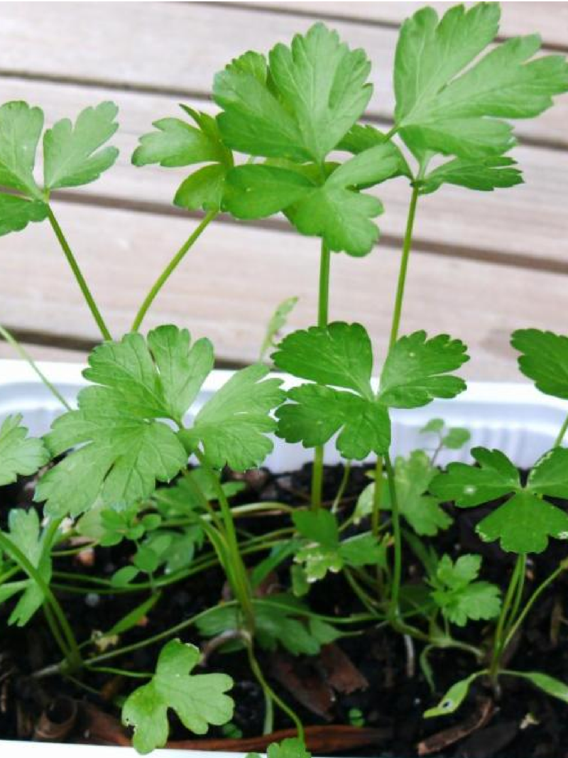 PARSLEY SEEDS<br> بذور البقدونس