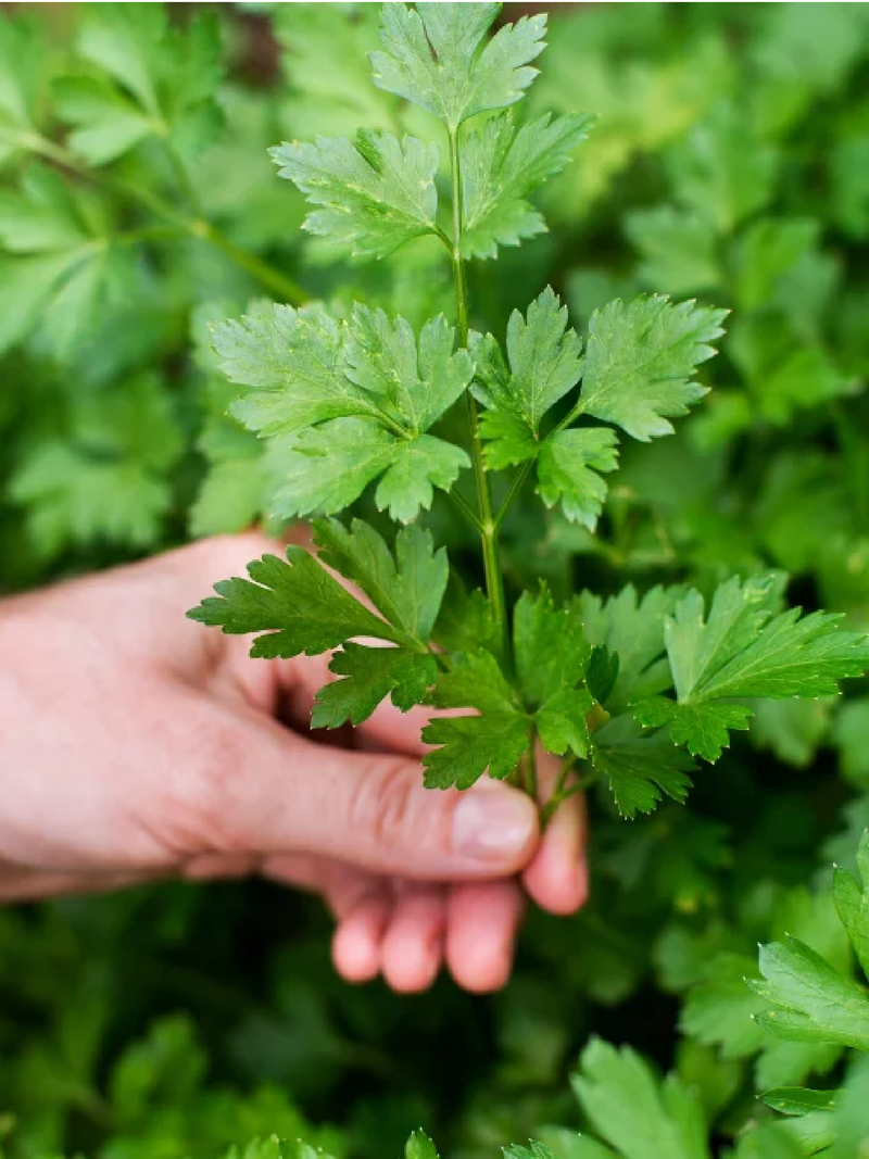 PARSLEY SEEDS<br> بذور البقدونس