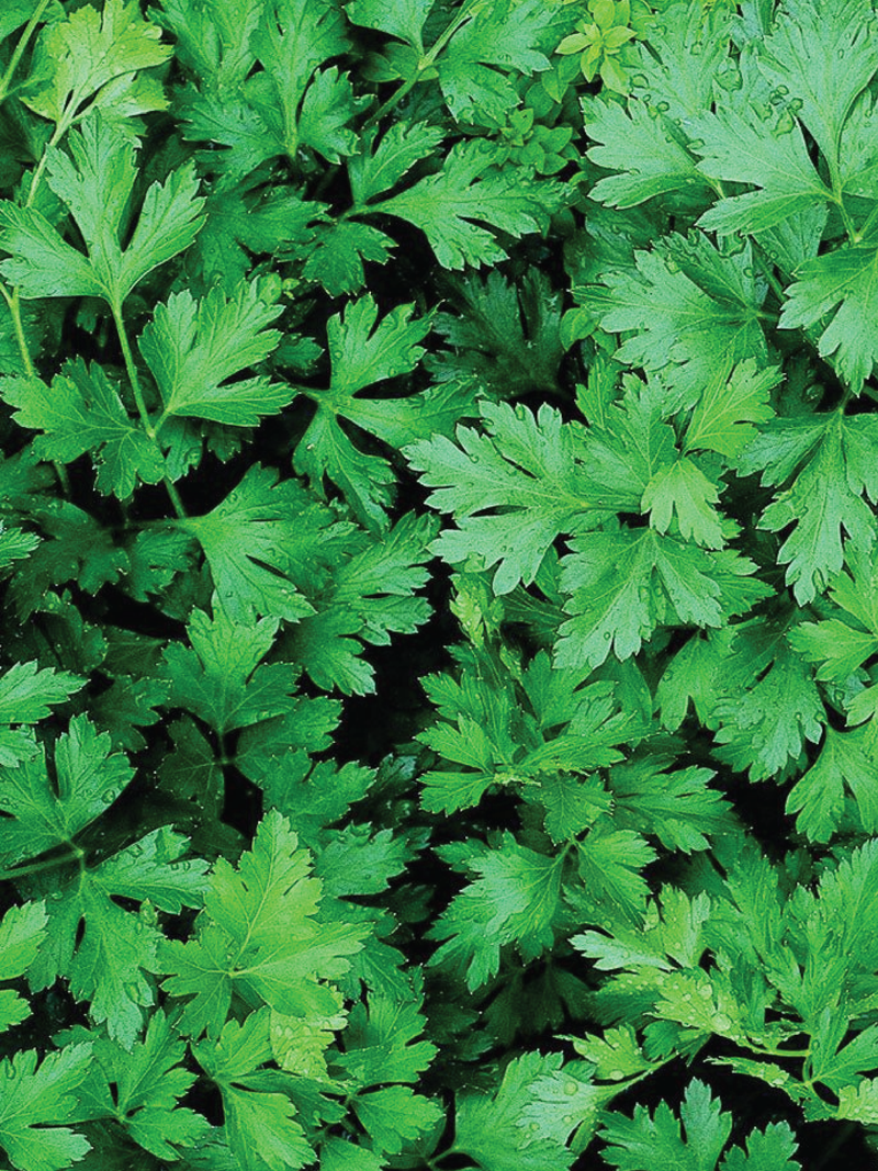 ORGANIC PARSLEY SEEDLING <br>شتلات البقدونس العضوية