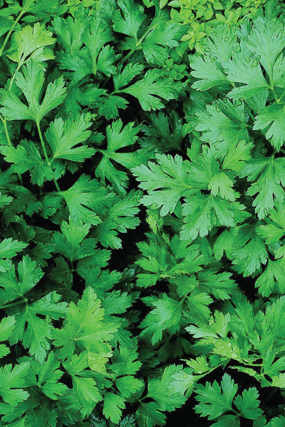 ORGANIC PARSLEY SEEDLING <br>شتلات البقدونس العضوية