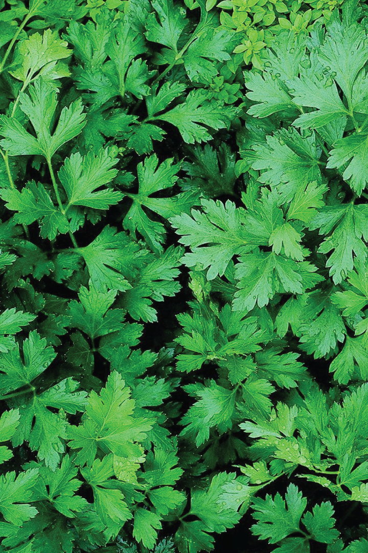 ORGANIC PARSLEY SEEDLING <br>شتلات البقدونس العضوية