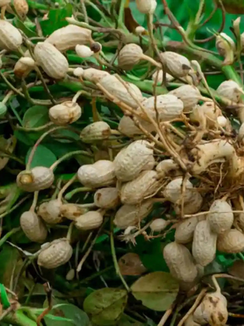 PEANUT SEEDS <br> بذور الفول السوداني