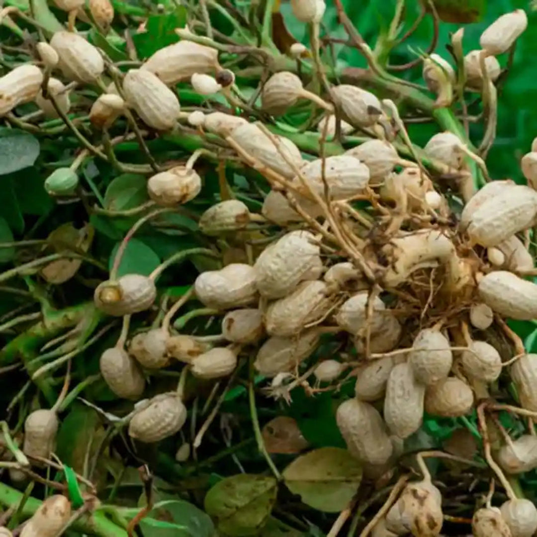 PEANUT SEEDS <br> بذور الفول السوداني
