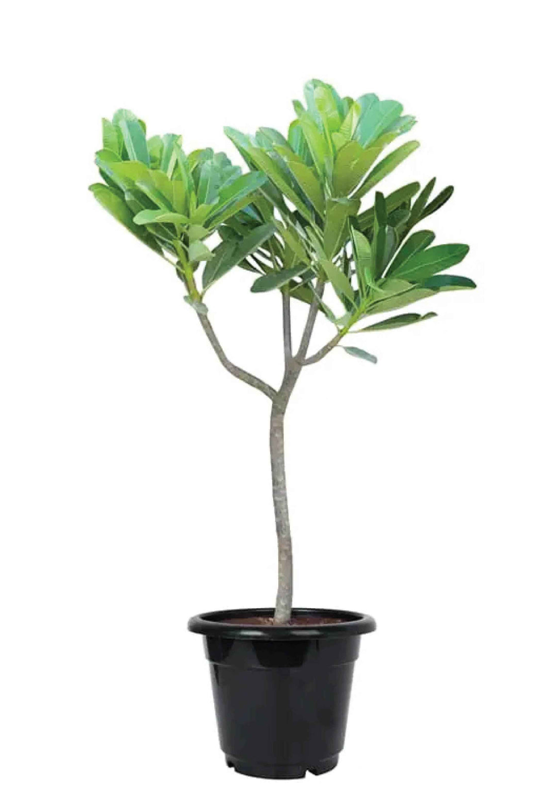 PLUMERIA TREE