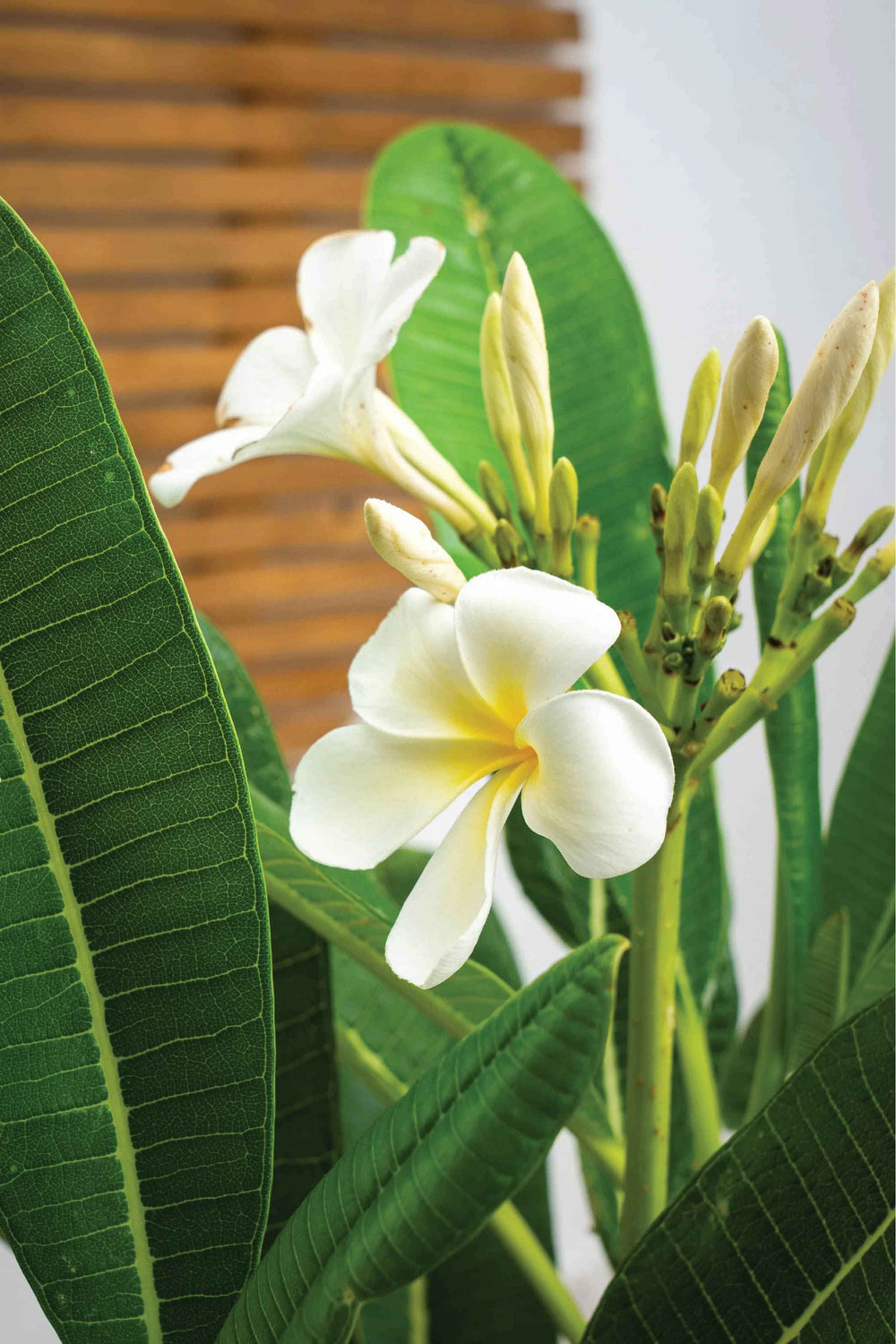 PLUMERIA TREE