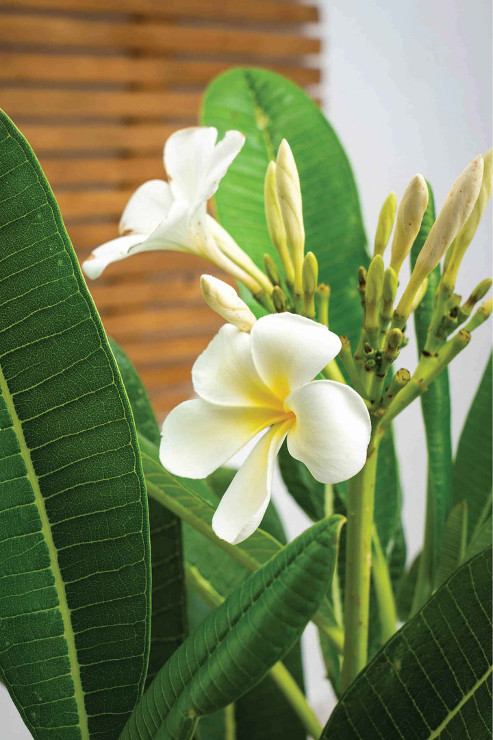 PLUMERIA TREE