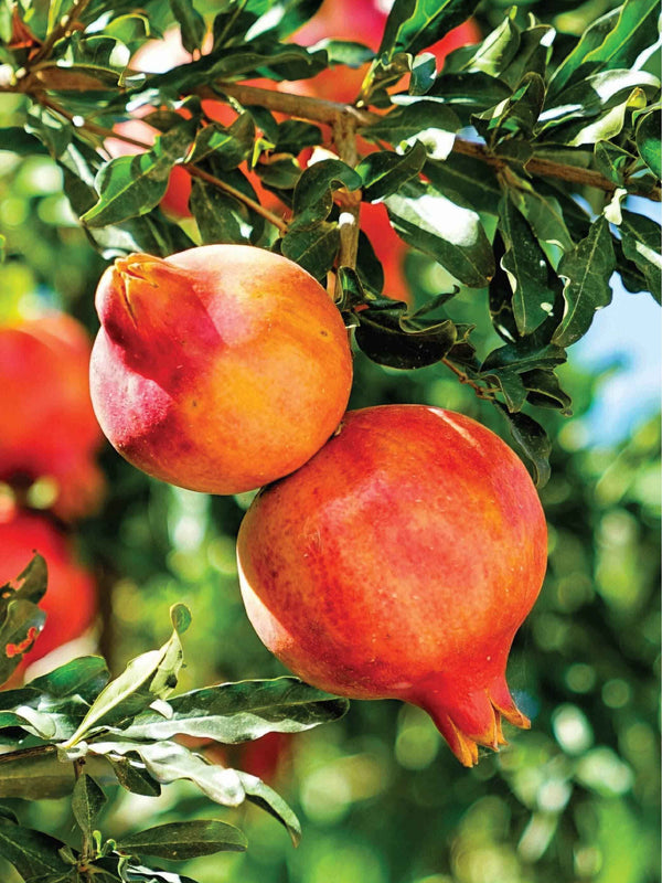 POMEGRANATE TREE