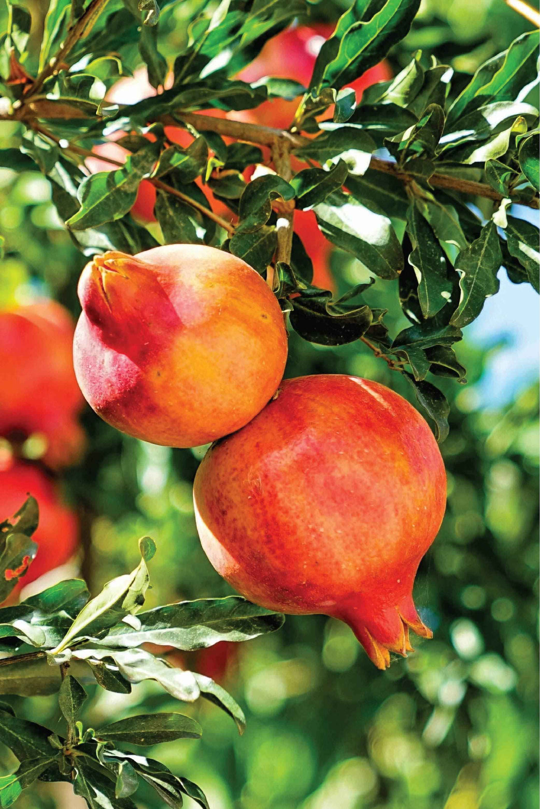 POMEGRANATE TREE