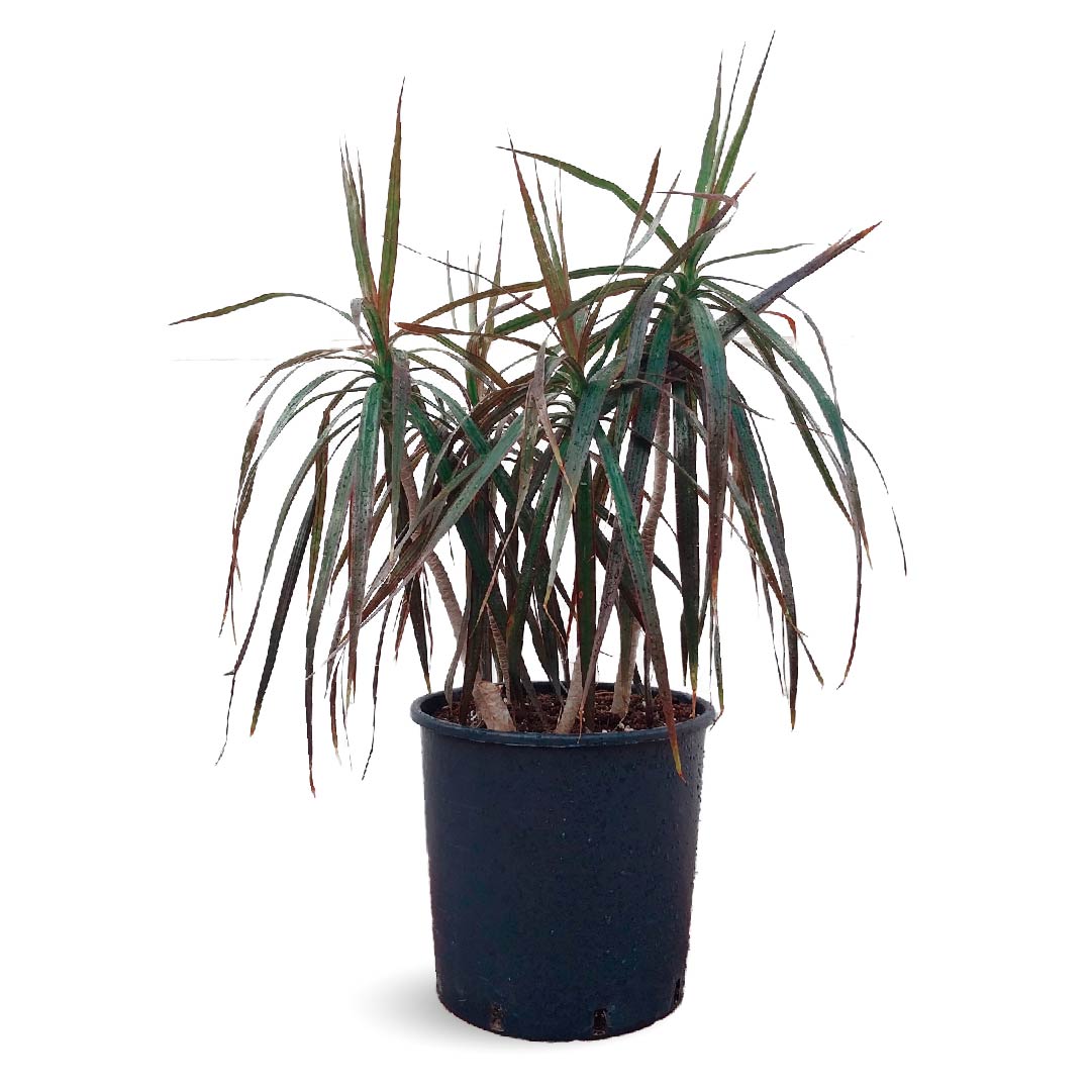 indoor palm dracaena Dracaena Palm Plant Dracaena Tall Indoor Plants Buy Now – Plantology Lab Trading