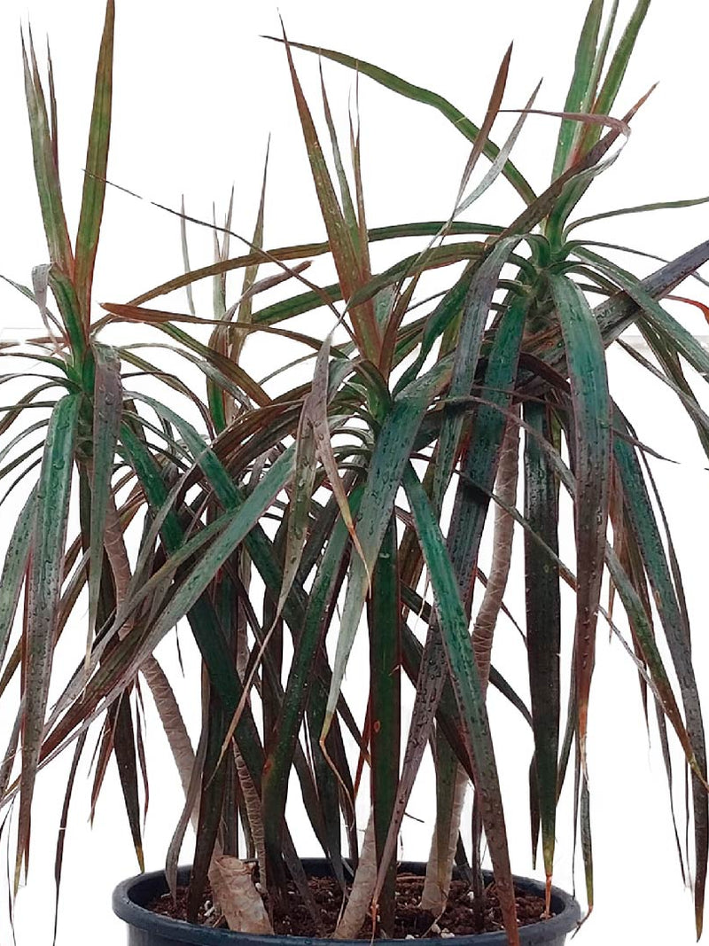  Dracaena Palm Plant Dracaena Tall Indoor Plants Buy Now