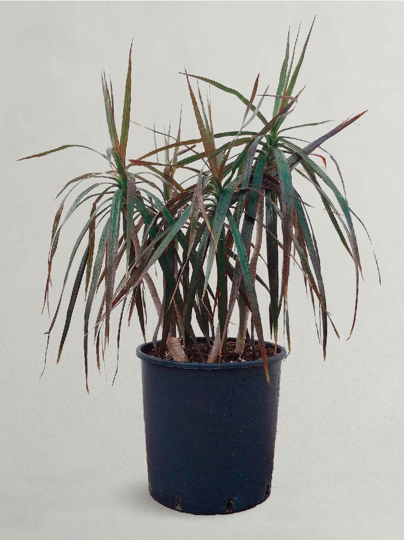  Dracaena Palm Plant