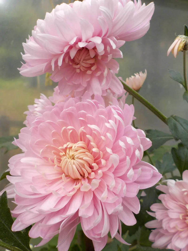 CHRYSANTHEMUM CHIFFON PINK SEEDLING <br> شتلات زهور الكريسانثيمم شيفون بنك