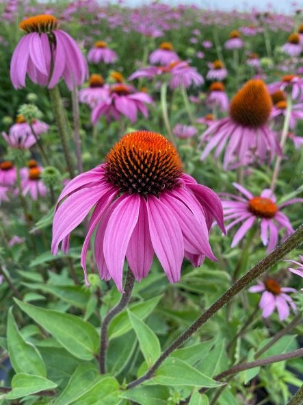 ECHINACEA PURPUREA FLOWER SEEDLING <br>شتلات زهور الاكنيشيا بريبريا