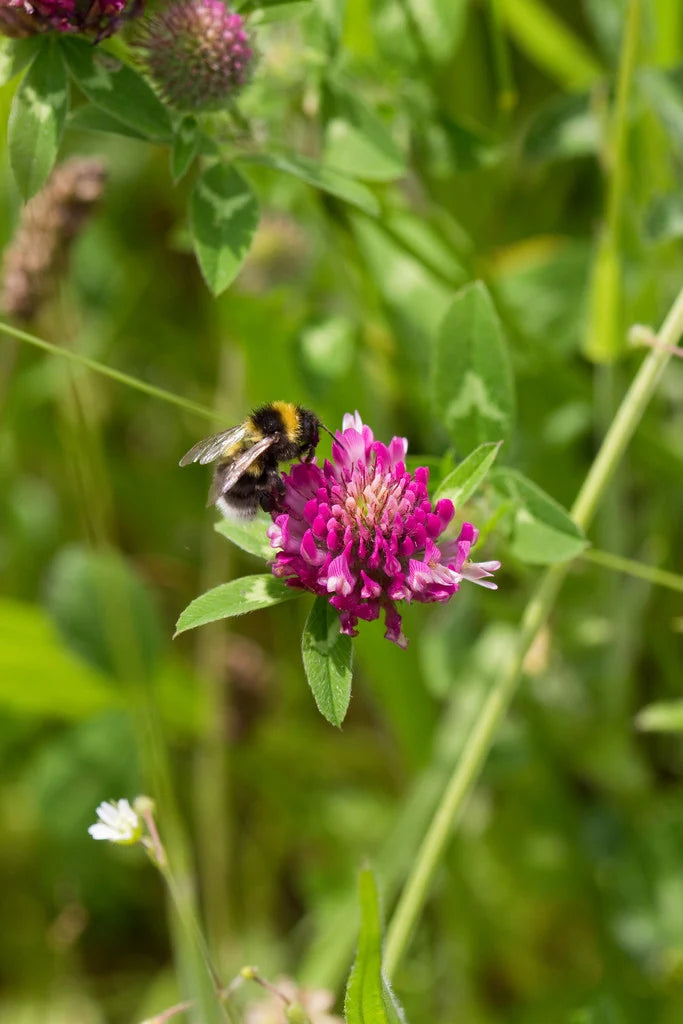 RED CLOVER SEEDS