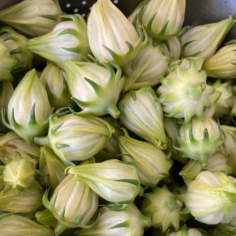 WHITE KARKADI SEEDS <br>بذور زهور الكركديه الأبيض