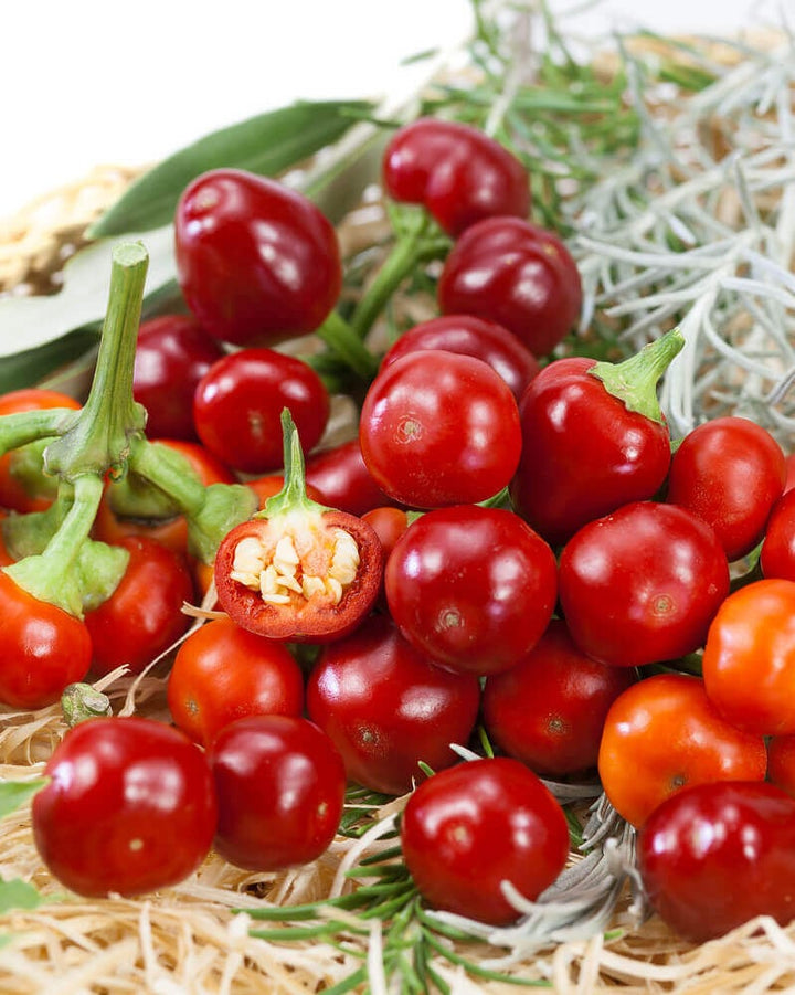 ORGANIC LARGE RED CHERRY PEPPER SEEDLING<br> شتلات الفلفل البارد الأحمر الكرزي العضوية