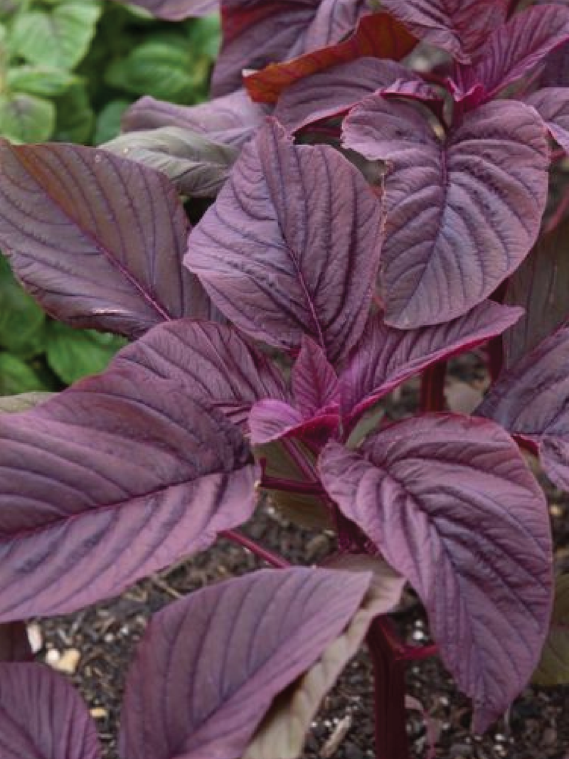 RED SPINACH SEEDS<br> بذور السبانخ الحمراء