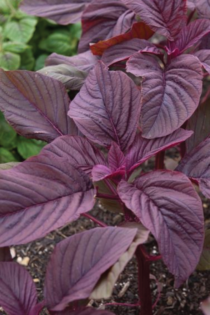 RED SPINACH SEEDS<br> بذور السبانخ الحمراء