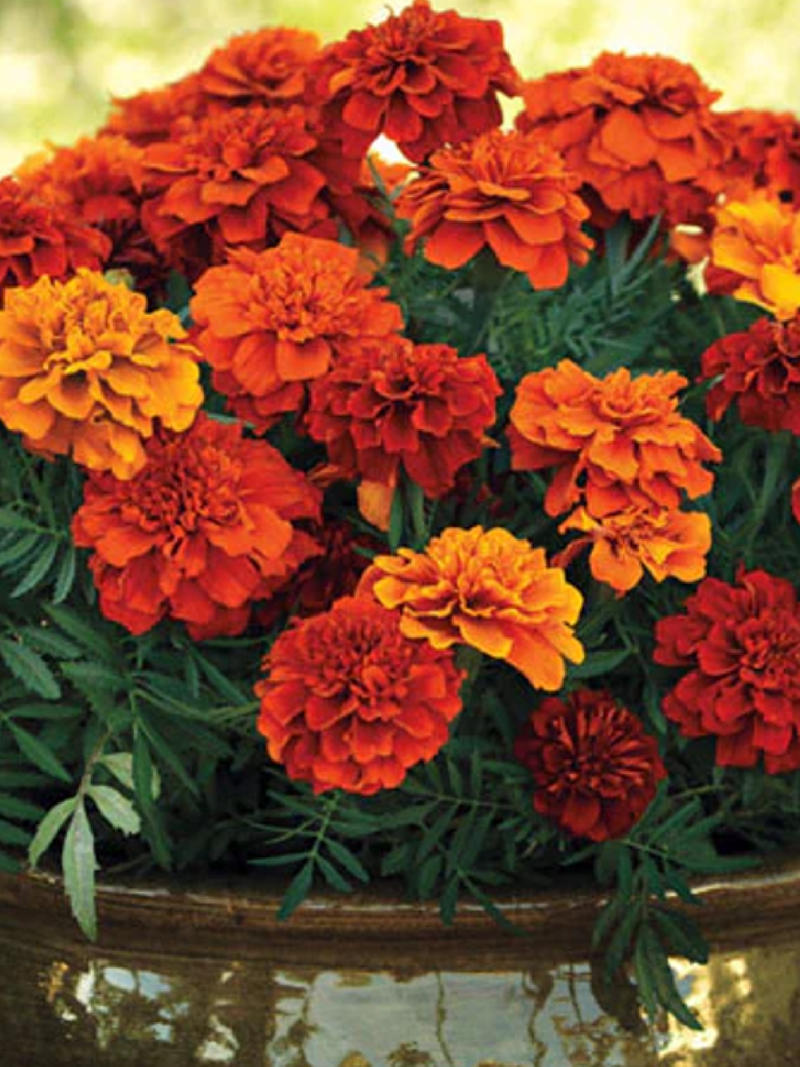 RED MARIGOLD SEEDS <br>بذور زهور القطيفة الحمراء