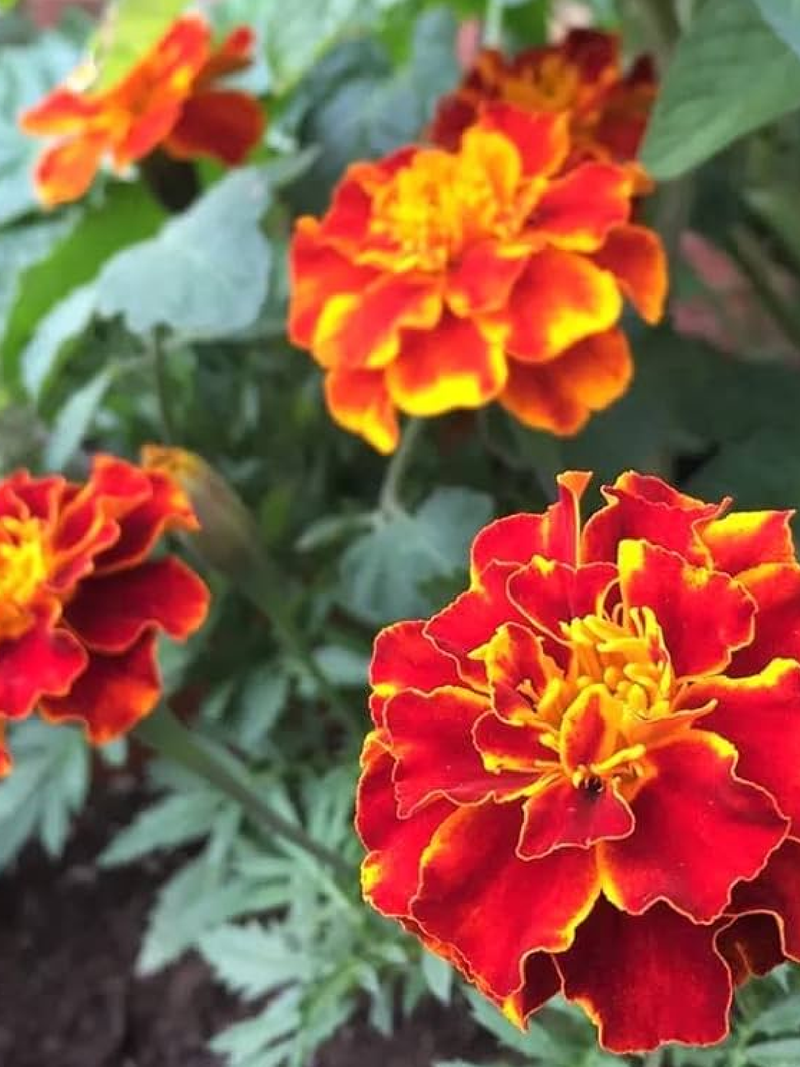 RED MARIGOLD SEEDS <br>بذور زهور القطيفة الحمراء