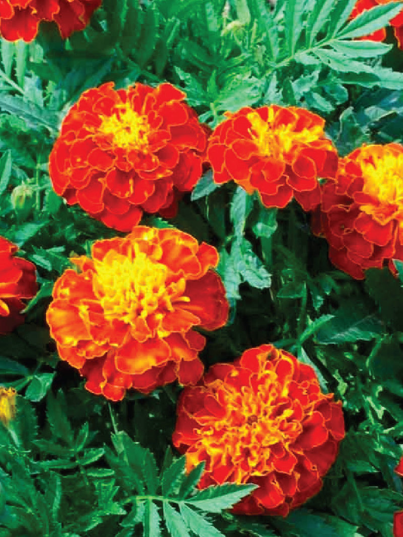 RED MARIGOLD SEEDS