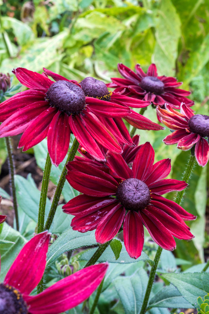 rudbeckia cherry brandy plants RUDBECKIA CHERRY BRANDY FLOWER SEEDLINGشتلات زهور رودبيكيا شيري براندي –  Plantology Lab Trading