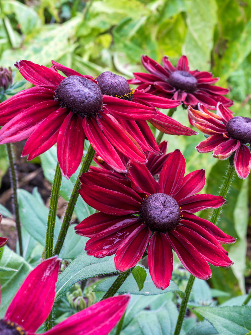 RUDBECKIA CHERRY BRANDY FLOWER SEEDLING<br>شتلات زهور رودبيكيا شيري براندي