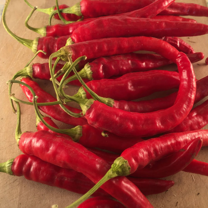 ORGANIC BOTTLE ROCKET PEPPER SEEDLING    شتلات فلفل بوتل روكيت العضوية