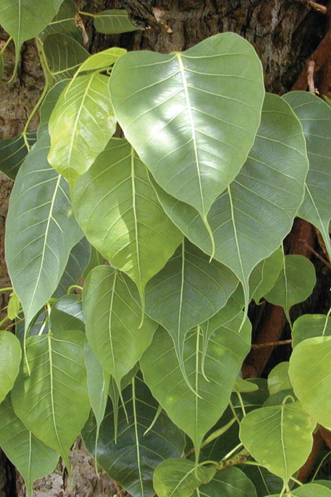 SACRED FIG TREE