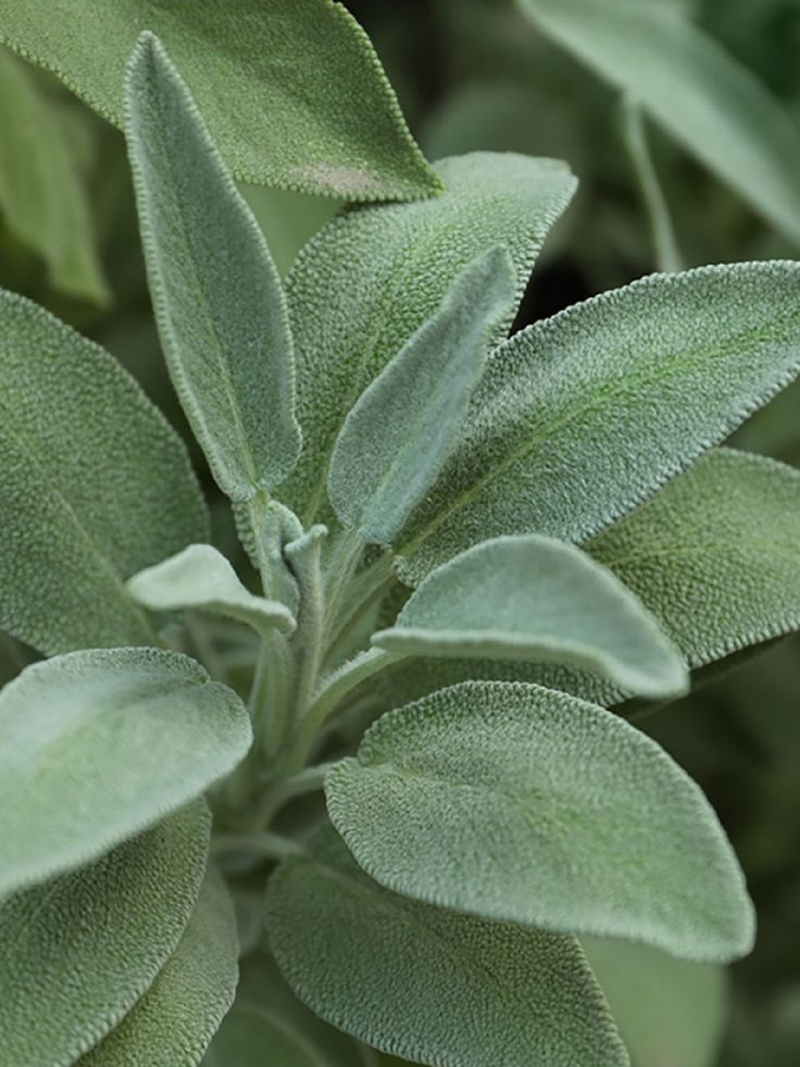 SAGE SEEDS