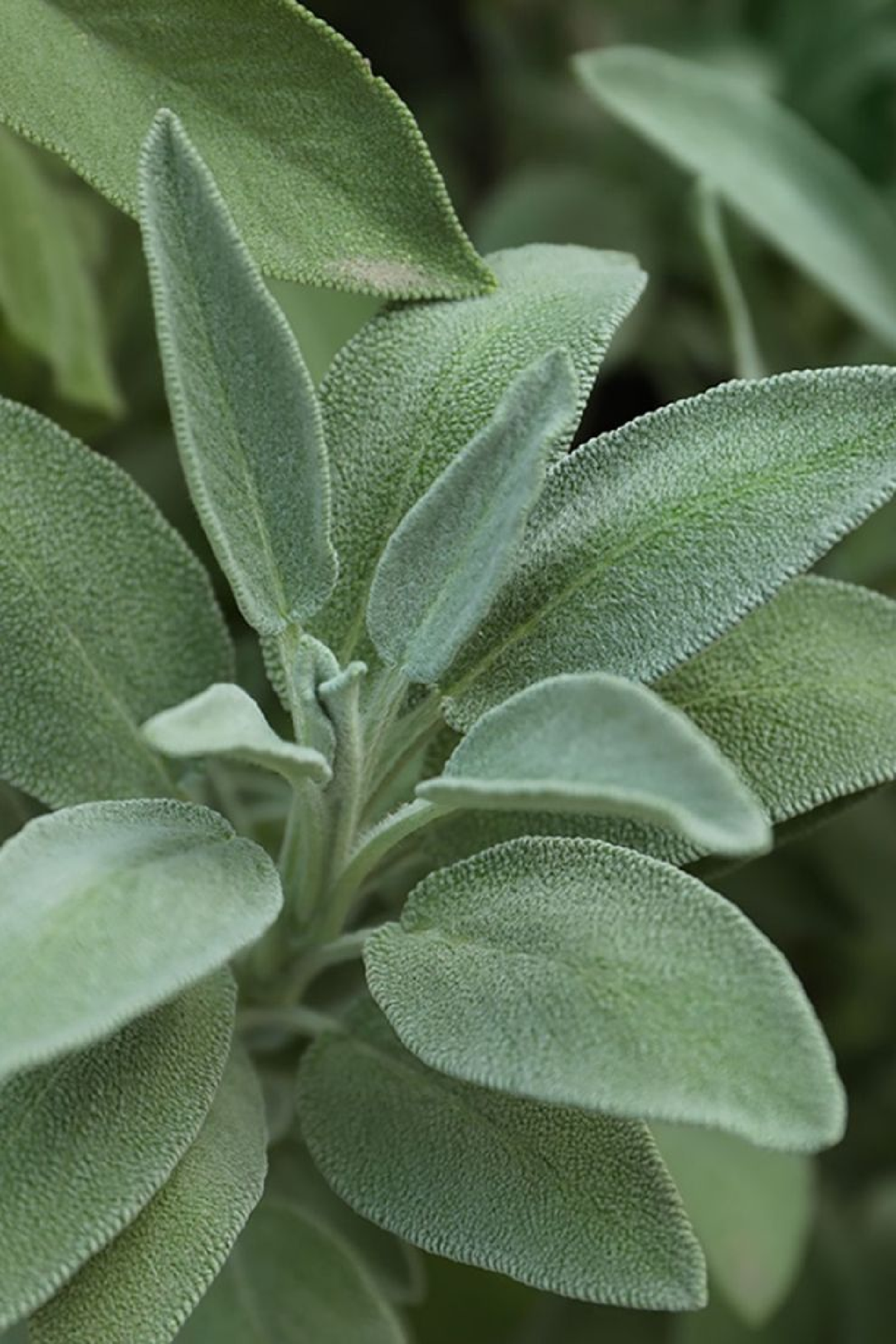 SAGE SEEDS