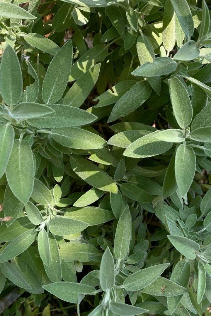 SAGE SEEDS