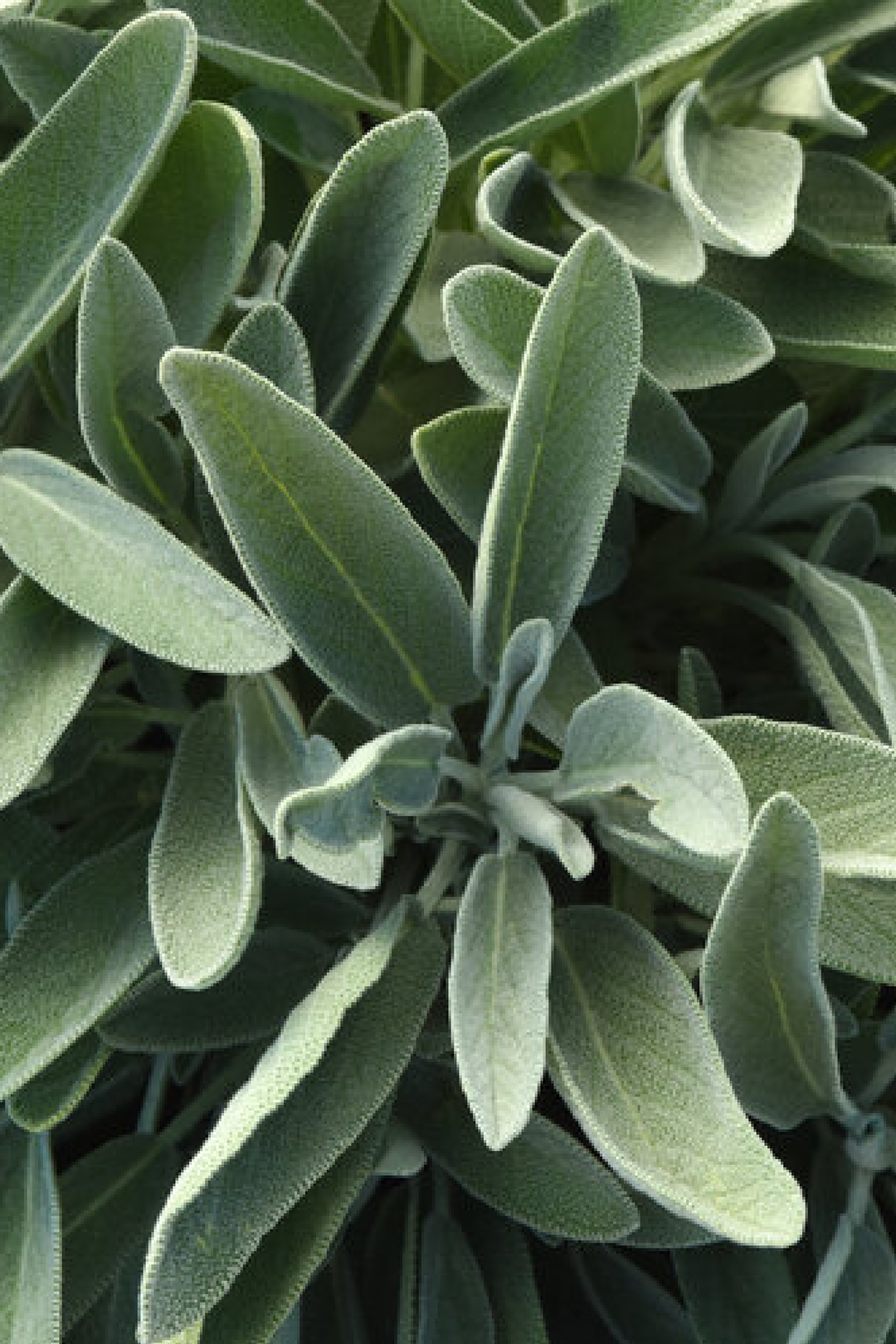 SAGE SEEDS