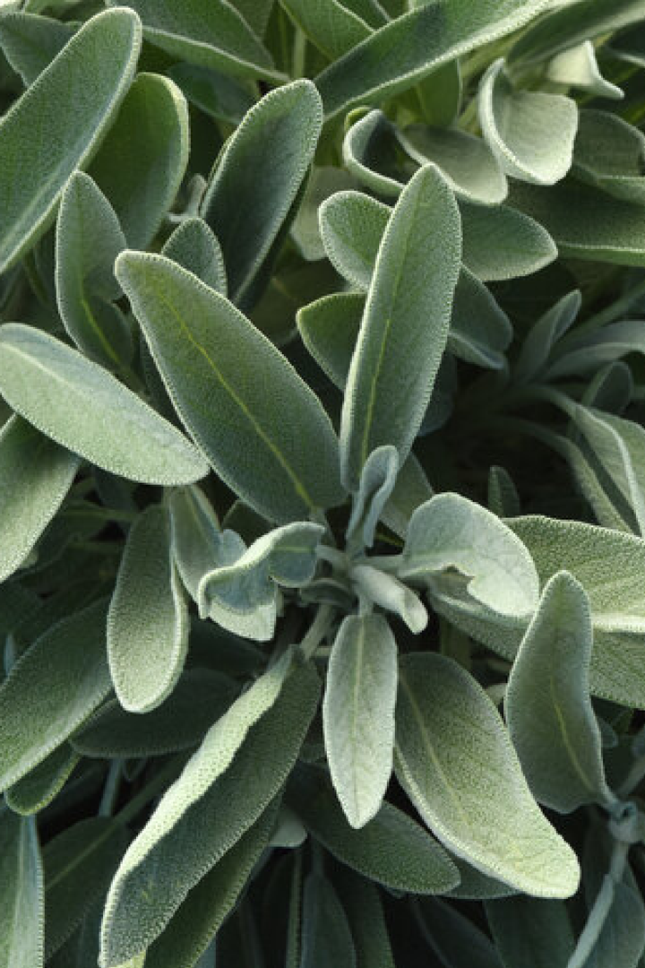SAGE SEEDS