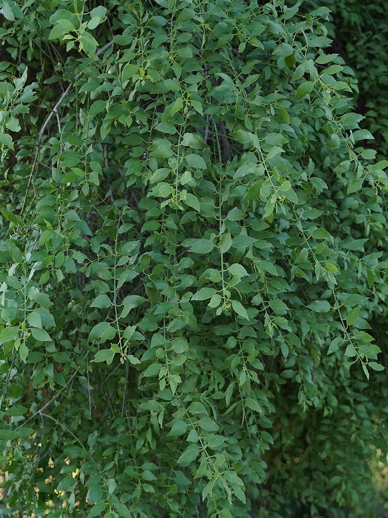 SOAPBERRY TREE SEEDS <br> بذور شجرة الهجليج