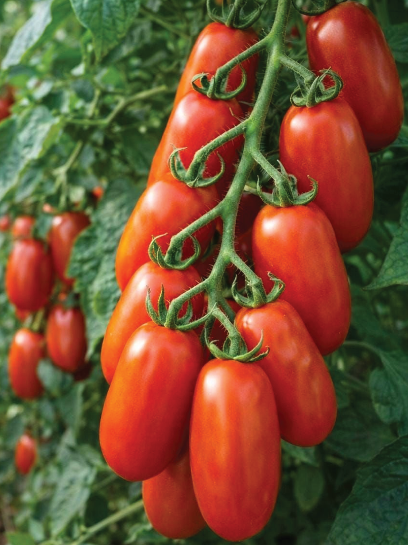 SAN MARZANO TOMATO SEEDS <br> بذور طماطم سان مارزانو