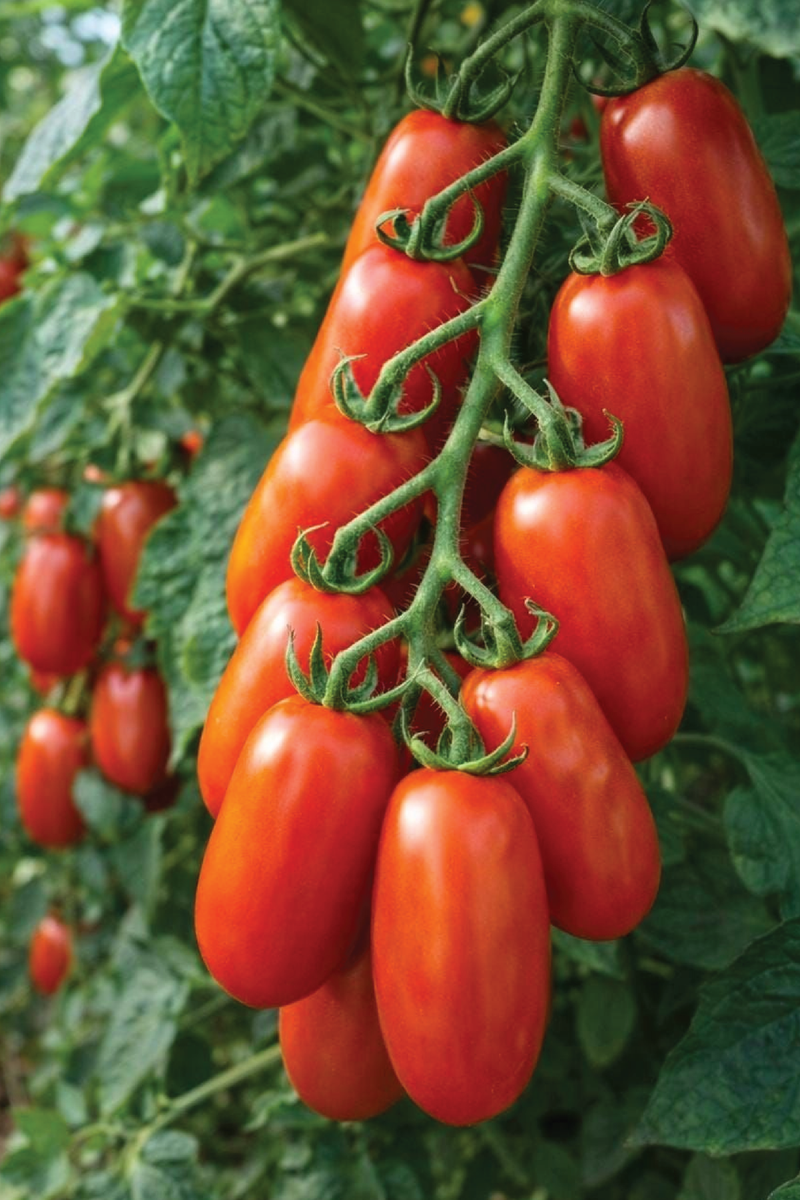 ORGANIC SAN MARZANO TOMATO SEEDLING