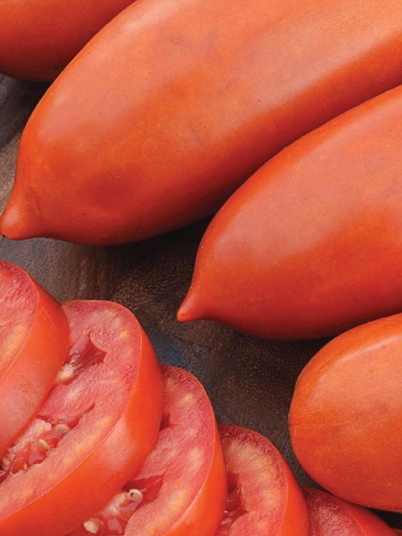 SAN MARZANO TOMATO SEEDS <br> بذور طماطم سان مارزانو