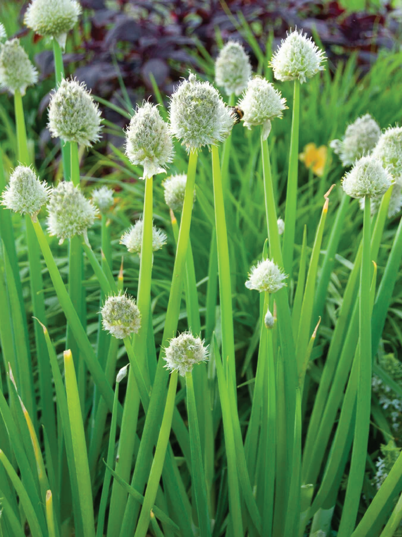 SCALLION SEEDS <br> بذور البصل الأخضر