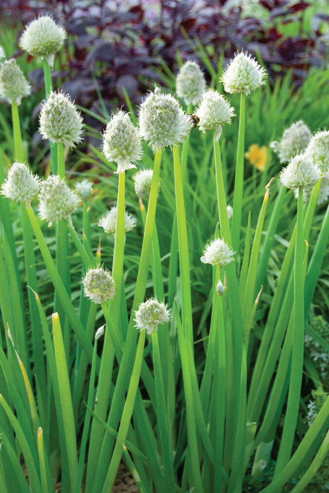 SCALLION SEEDS <br> بذور البصل الأخضر