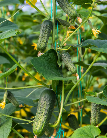 ORGANIC PICKLING CUCUMBER SEEDLING <br> شتلات خيار بيكلينج العضوية