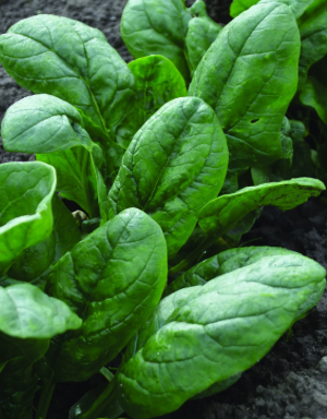 ORGANIC SPINACH SEEDLING <BR> شتلات السبانخ العضوية